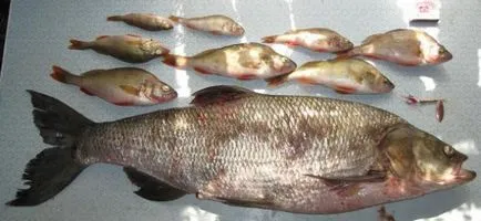 Asp - описание риба, фото и видео