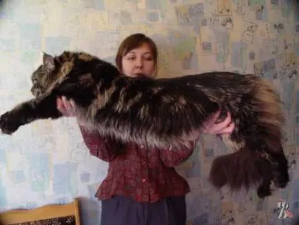 Un rezident al Yekaterinburg cumparat pe pisicuță de credit din rasa exotice Maine Coon, și „se aprinde pe