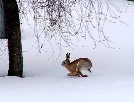 Hare Hare - asemănări și deosebiri