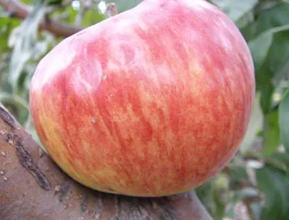 15 legjobb almafajták termesztésére az Urál és Szibéria