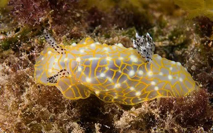 10 moluste marine cele mai bizare