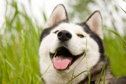 20 de câini care nu știu cum să zâmbească, dar nu contează, pentru că ei o fac naibii