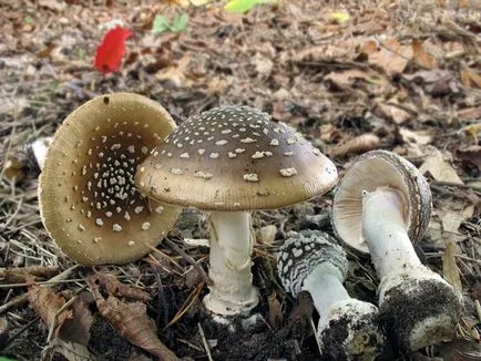 10 legveszélyesebb és mérgező gombák