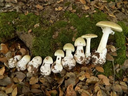 10 legveszélyesebb és mérgező gombák