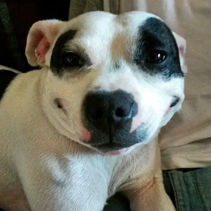 20 кучета, които не знаят как да се усмихне, но това няма значение, защото те го правят по дяволите