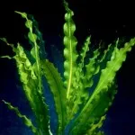 Аквариум растения, с фото стоките, заглавия и описание