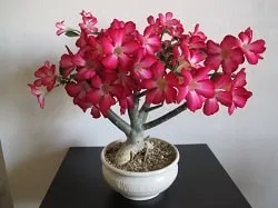 Adenium - грижи и правилното поддържане на дома