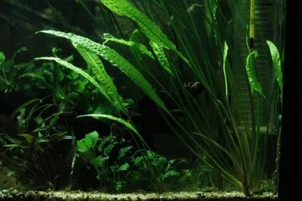 Aquarium plante fotografie, nume, top 10