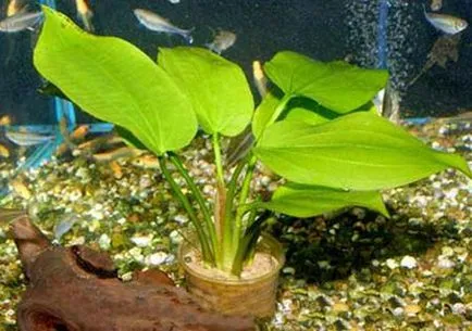 Aquarium plante fotografie, nume, top 10