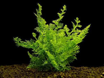 Aquarium plante fotografie, nume, top 10