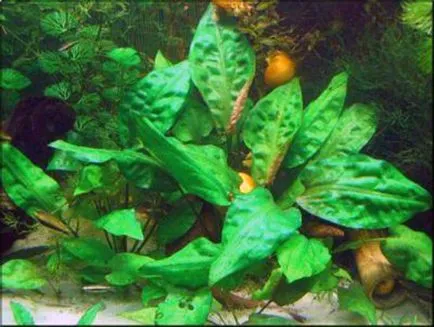 Aquarium plante fotografie, nume, top 10