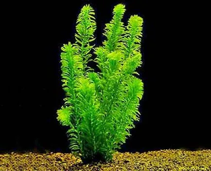 Aquarium plante fotografie, nume, top 10