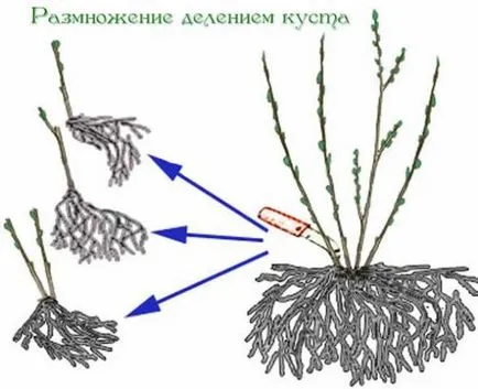 Aquilegia расте от семена, когато за насаждане, засаждане и грижи