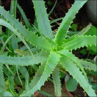 Aloe Vera - gyógyító tulajdonságait és ellenjavallatok