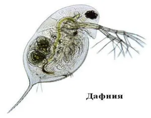 Alergia cauze Daphnia, simptome, diagnosticul și tratamentul manifestărilor