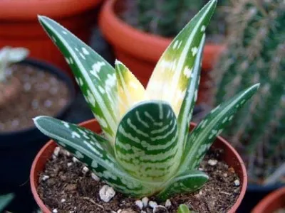 Aloe variegata (tigris) ültetés, világítás, öntözés, a talaj és egyéb