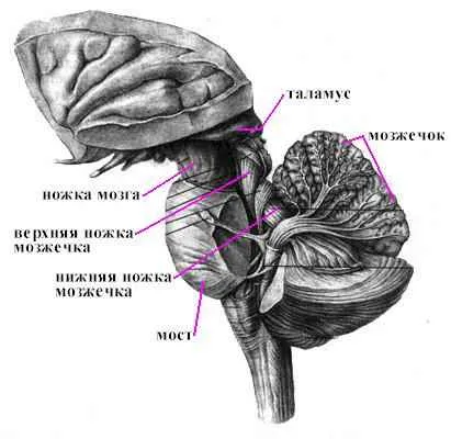 Anatomia creierul mic caracteristicile structurale ale creierului și podul cerebel