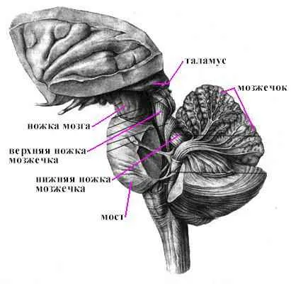 задния мозък анатомия структурни характеристики на мозъка и малкия мозък мост