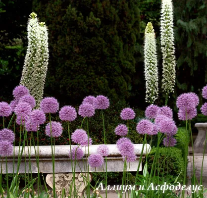 Allium - cultivarea și îngrijirea