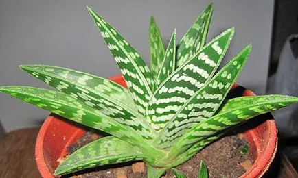 Aloe Care tarka