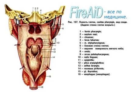 gât anatomie