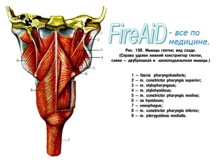 gât anatomie