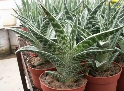 Aloe variegata (tigru) plantare, iluminat, udare, sol și altele