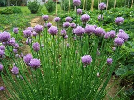 cultivarea Allium și îngrijirea plantelor