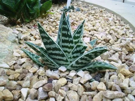 Aloe variegata (tigris) ültetés, világítás, öntözés, a talaj és egyéb