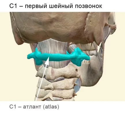 Az emberi anatómia a nyakcsigolyák száma és szerkezeti jellemzői a gerinc