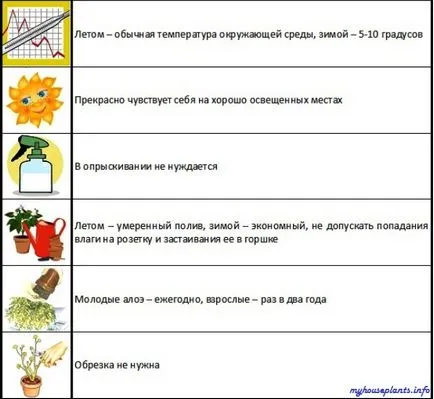 Aloe пъстра - моите стайни растения