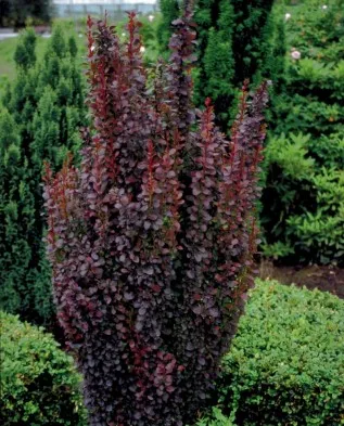 Berberis thunbergii, hogyan kell használni a kerttervezés, Greenmarket