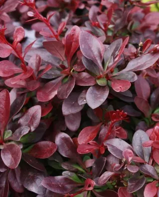 Berberis thunbergii, hogyan kell használni a kerttervezés, Greenmarket