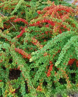 Berberis thunbergii, hogyan kell használni a kerttervezés, Greenmarket