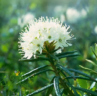 LEDUM palustre