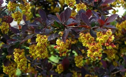 Berberis thunbergii, hogyan kell használni a kerttervezés, Greenmarket