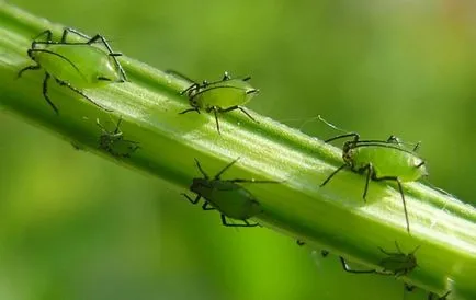 Caracteristici Astrakhan pepene verde, fotografii, plantare, îngrijire, cultivare, protecție împotriva bolilor și