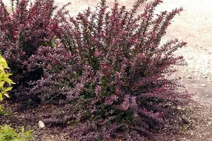 Berberis thunbergii - описание и спецификации, снимки на видове и сортове в ландшафтния дизайн, цена