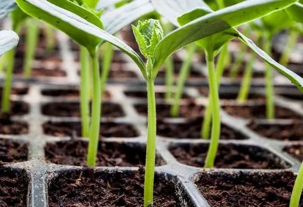 Caracteristici Astrakhan pepene verde, fotografii, plantare, îngrijire, cultivare, protecție împotriva bolilor și