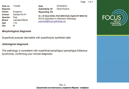 Autoimmun betegségek pemphigus és discoid lupus erythematosus