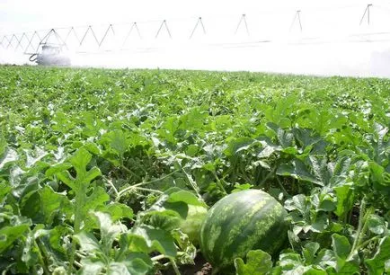 Caracteristici Astrakhan pepene verde, fotografii, plantare, îngrijire, cultivare, protecție împotriva bolilor și