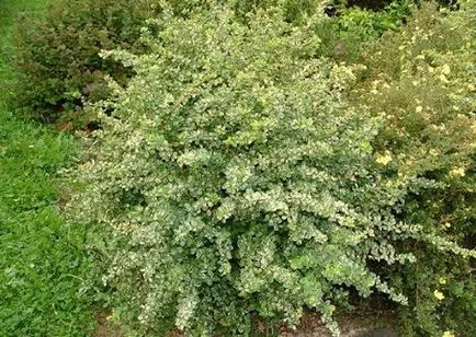 Berberis thunbergii - leírás és leírások, fotók fajok és fajták kerttervezés, ár