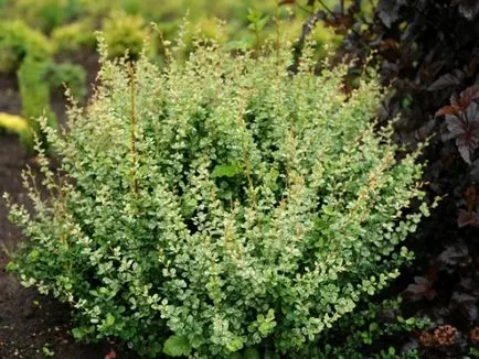 Berberis thunbergii - leírás és leírások, fotók fajok és fajták kerttervezés, ár