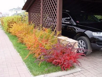 Berberis thunbergii - descrierea și caietul de sarcini, fotografii de specii și soiuri, în design peisagistic, preț