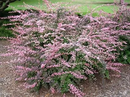 Berberis thunbergii - описание и спецификации, снимки на видове и сортове в ландшафтния дизайн, цена