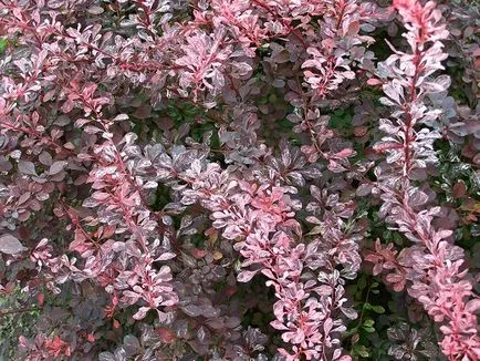 Berberis thunbergii - leírás és leírások, fotók fajok és fajták kerttervezés, ár