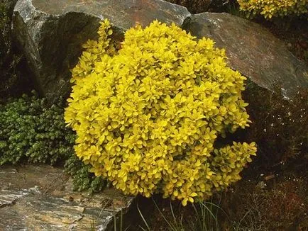 Berberis thunbergii - leírás és leírások, fotók fajok és fajták kerttervezés, ár