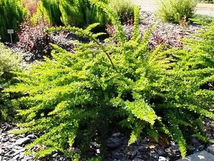 Berberis thunbergii - leírás és leírások, fotók fajok és fajták kerttervezés, ár