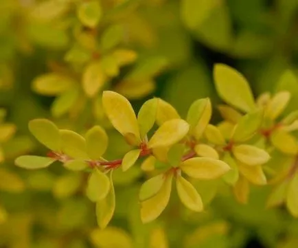 Berberis thunbergii - leírás és leírások, fotók fajok és fajták kerttervezés, ár