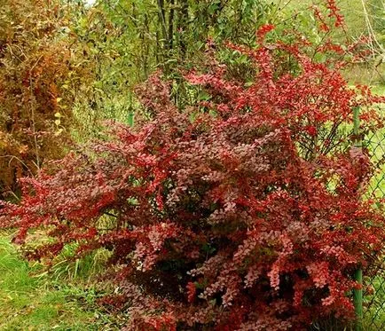 Berberis thunbergii - leírás és leírások, fotók fajok és fajták kerttervezés, ár